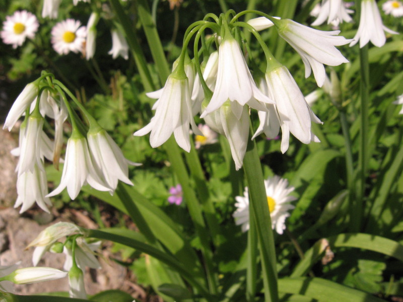 Allium triquetrum / Aglio selvatico